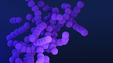 beta streptococcus|Clinical Considerations for Group A Streptococcus.